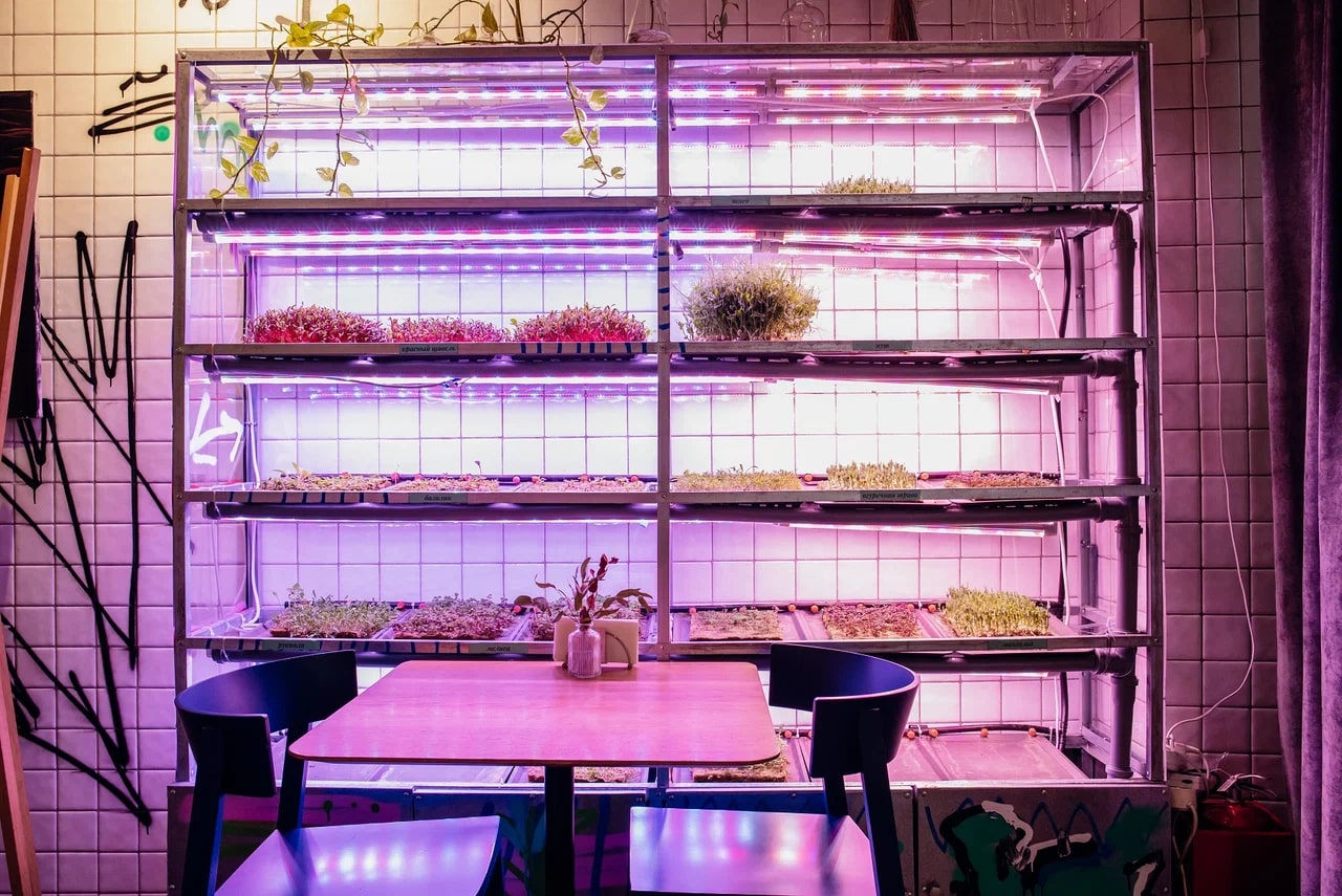 фото Циники